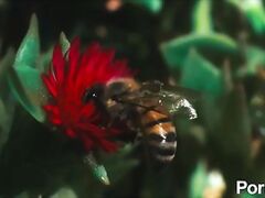 STRIPED MISTRESS SPANKS NAUGHTY SUN ROSE